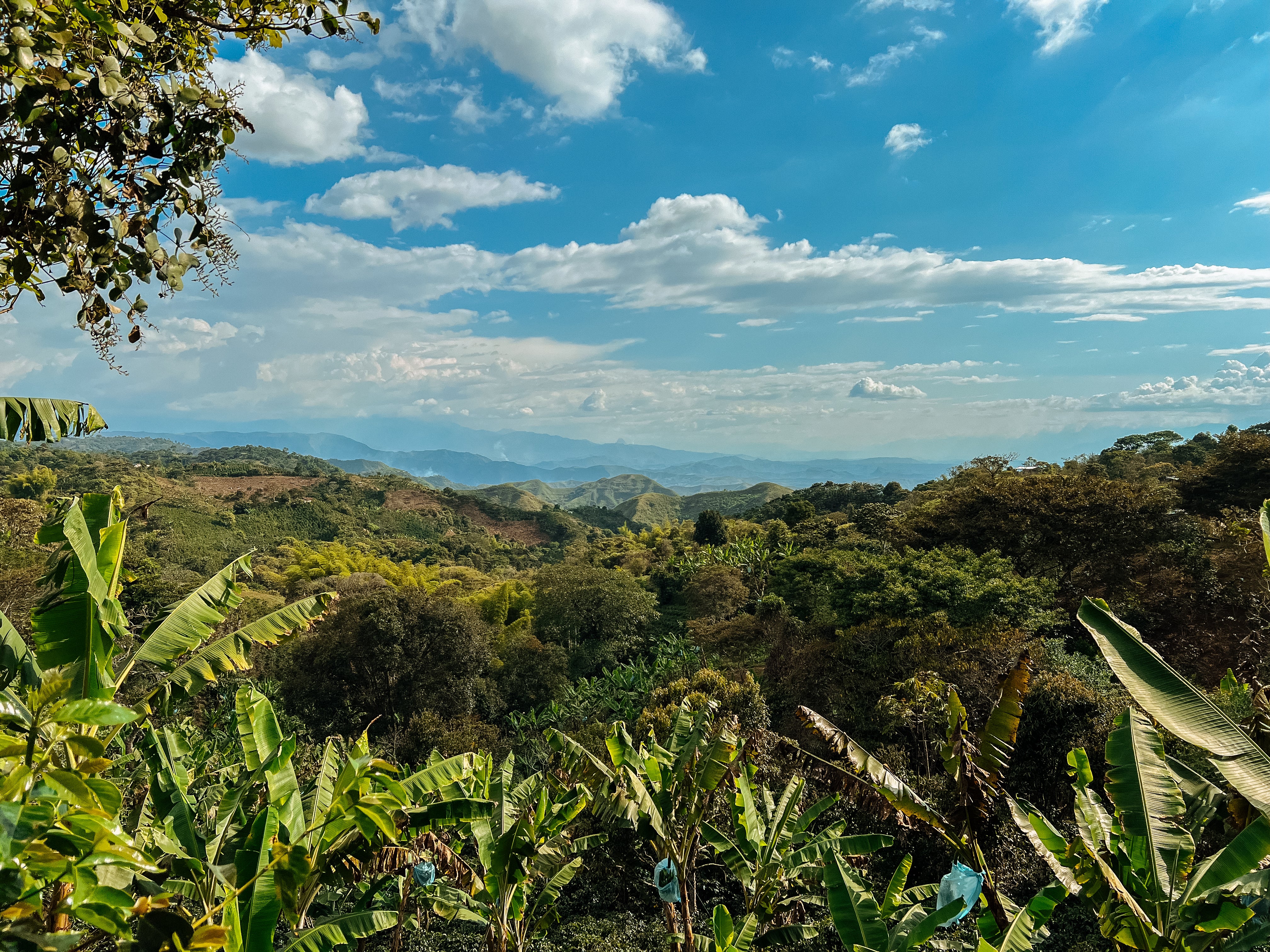 La Golondrina - Image 5