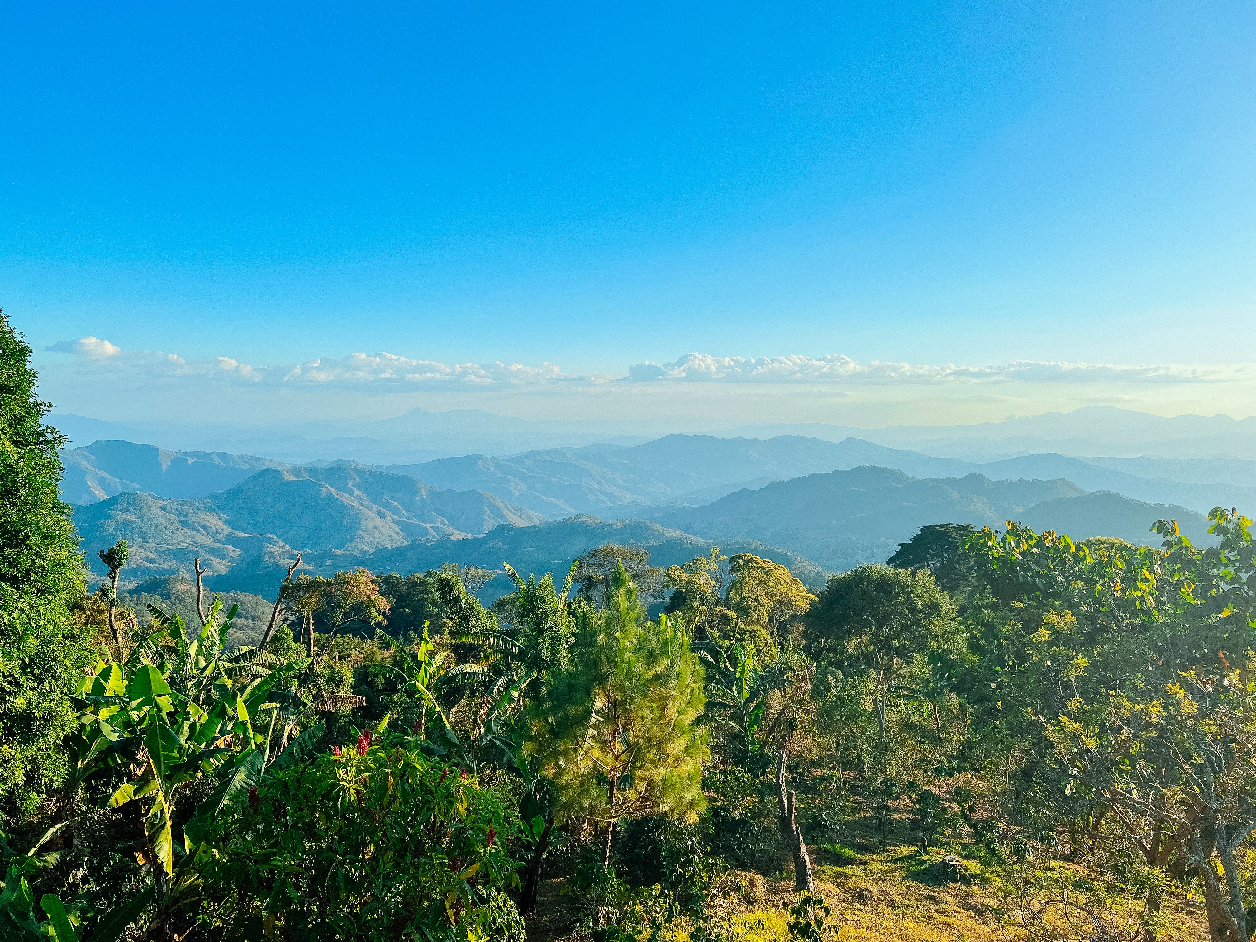 Arnulfo Días – Pacamara Honey - Image 3