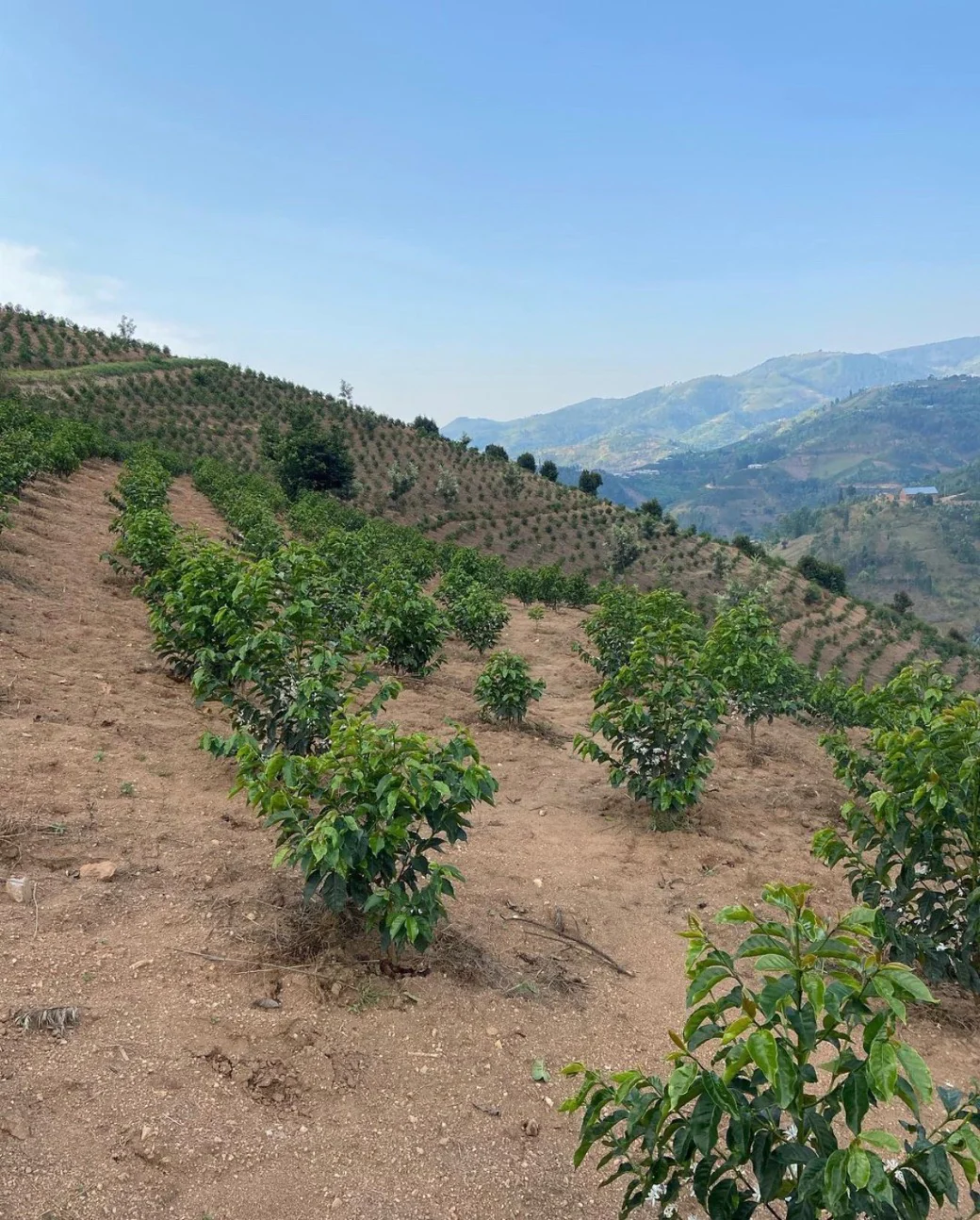 Buliza - Image 3