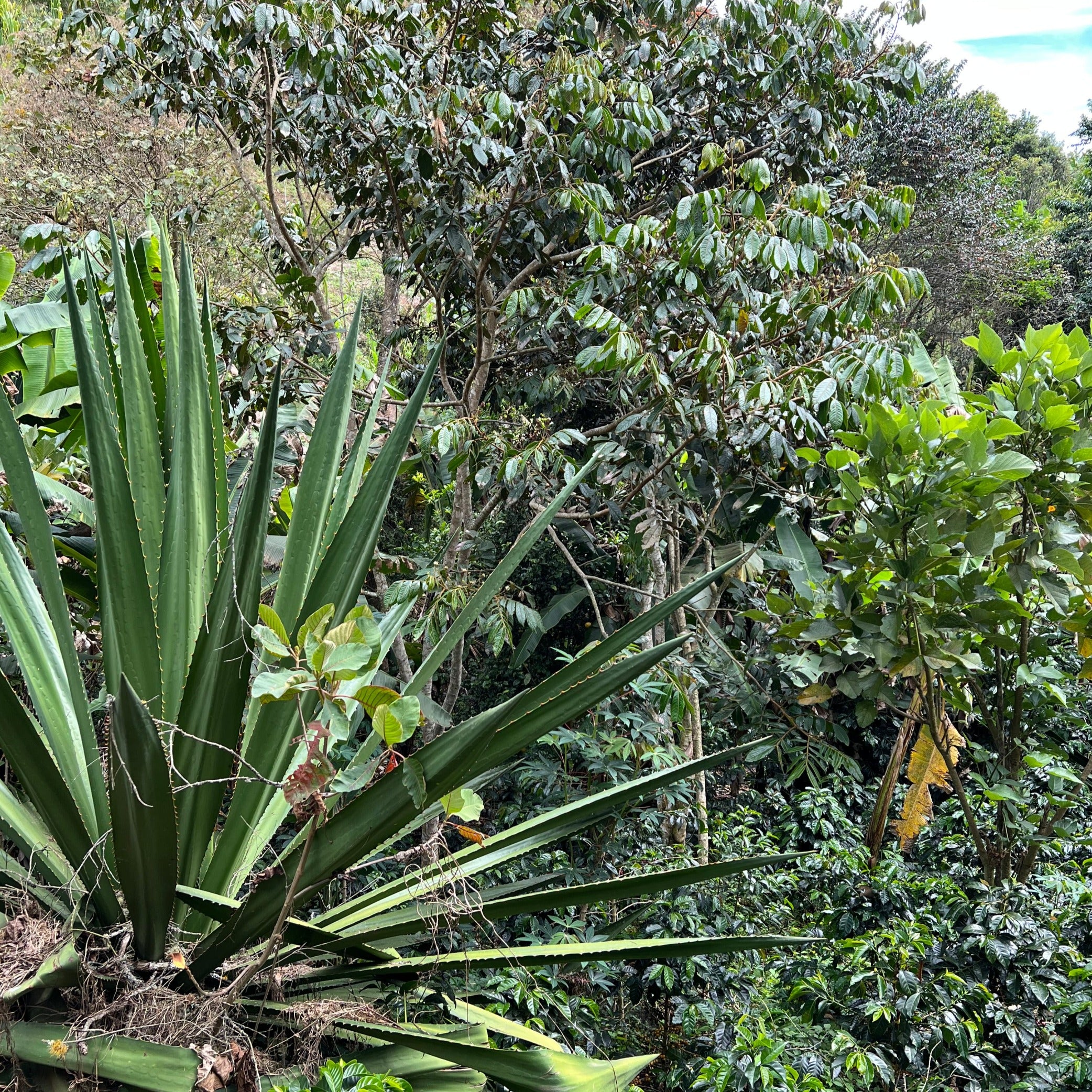 Cueva de los Llanos – Pink Bourbon Variety - Image 3