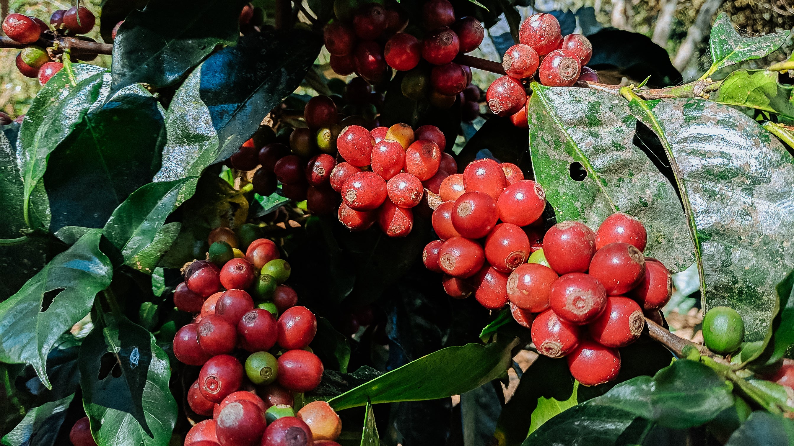 Eudis Orosco - Gesha Variety - Image 3