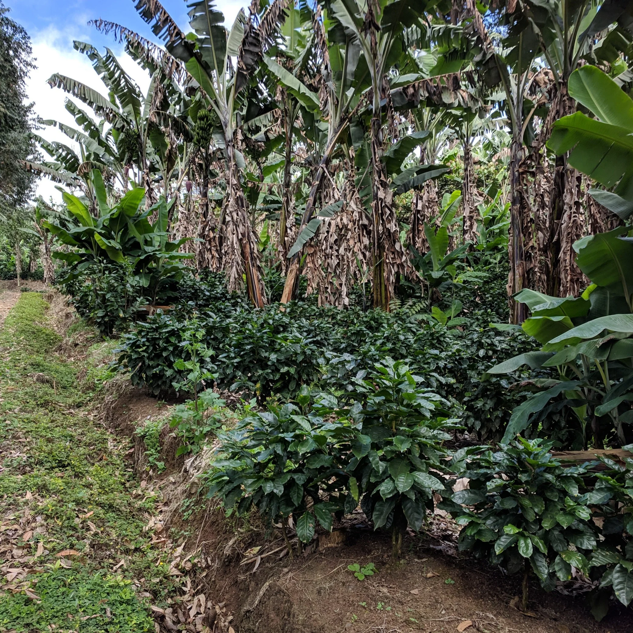 Finca Aurora – Anaerobic Java - Image 2