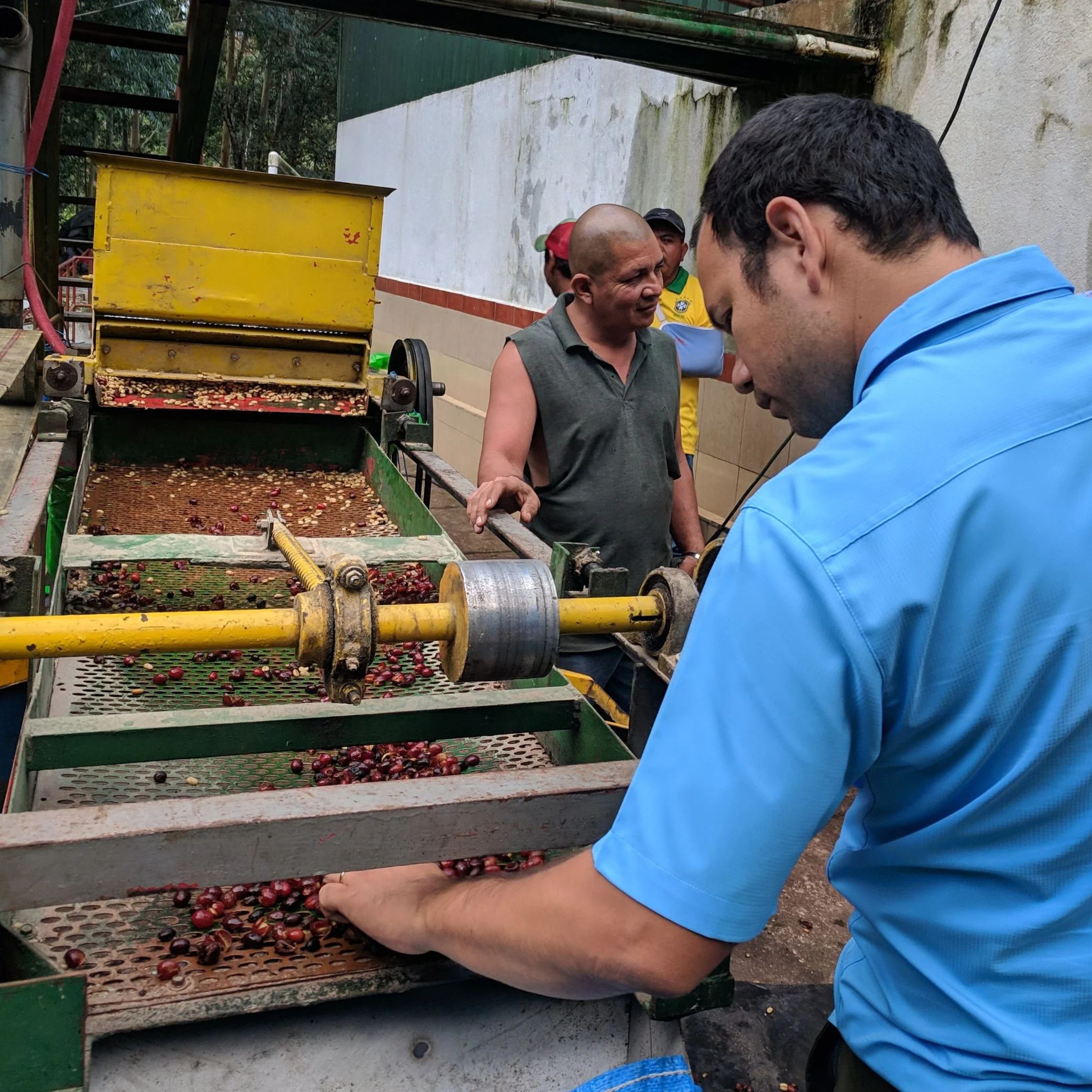 Finca Aurora – Anaerobic Java - Image 3