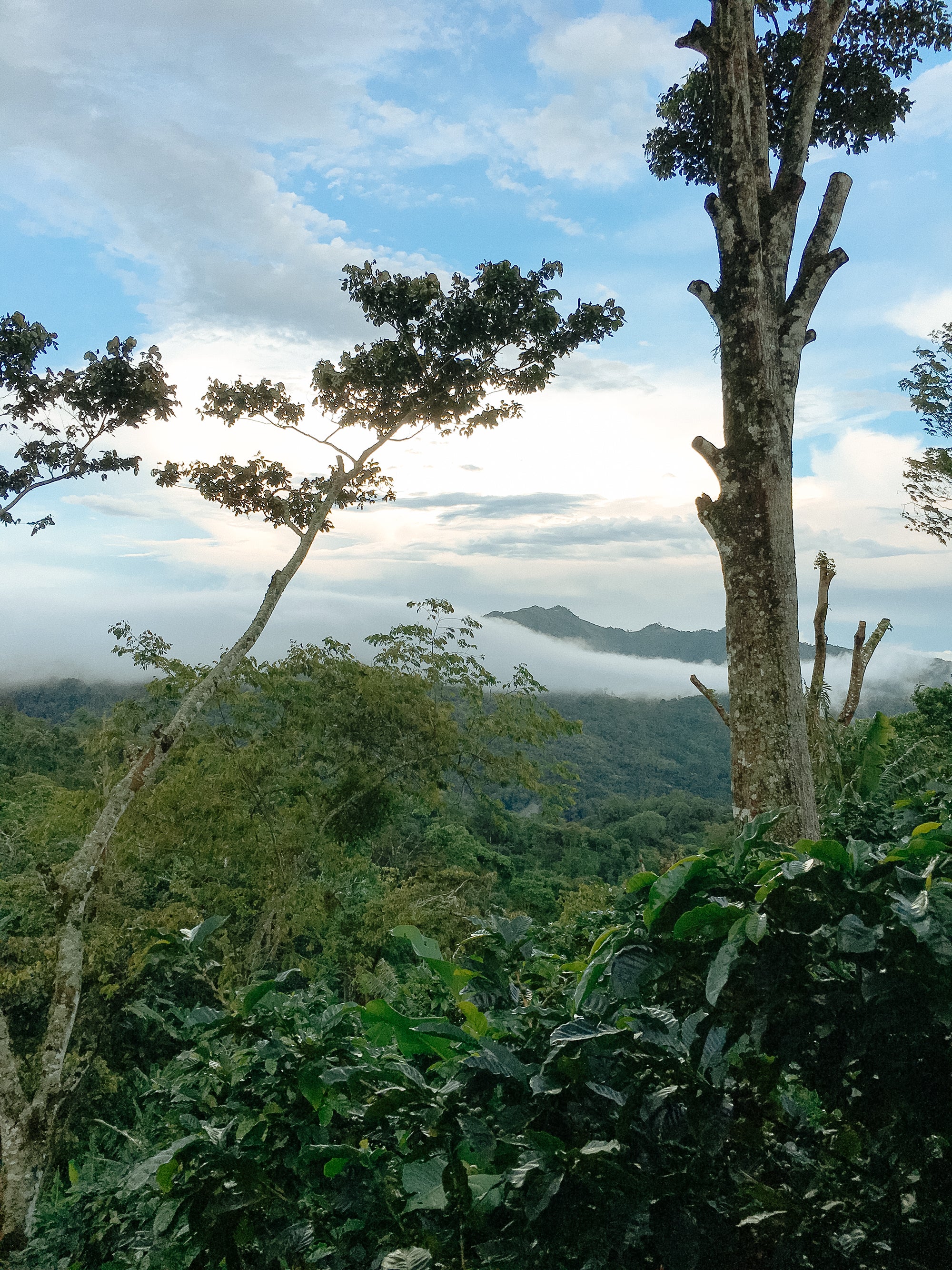 Finca La Victoria - Image 3
