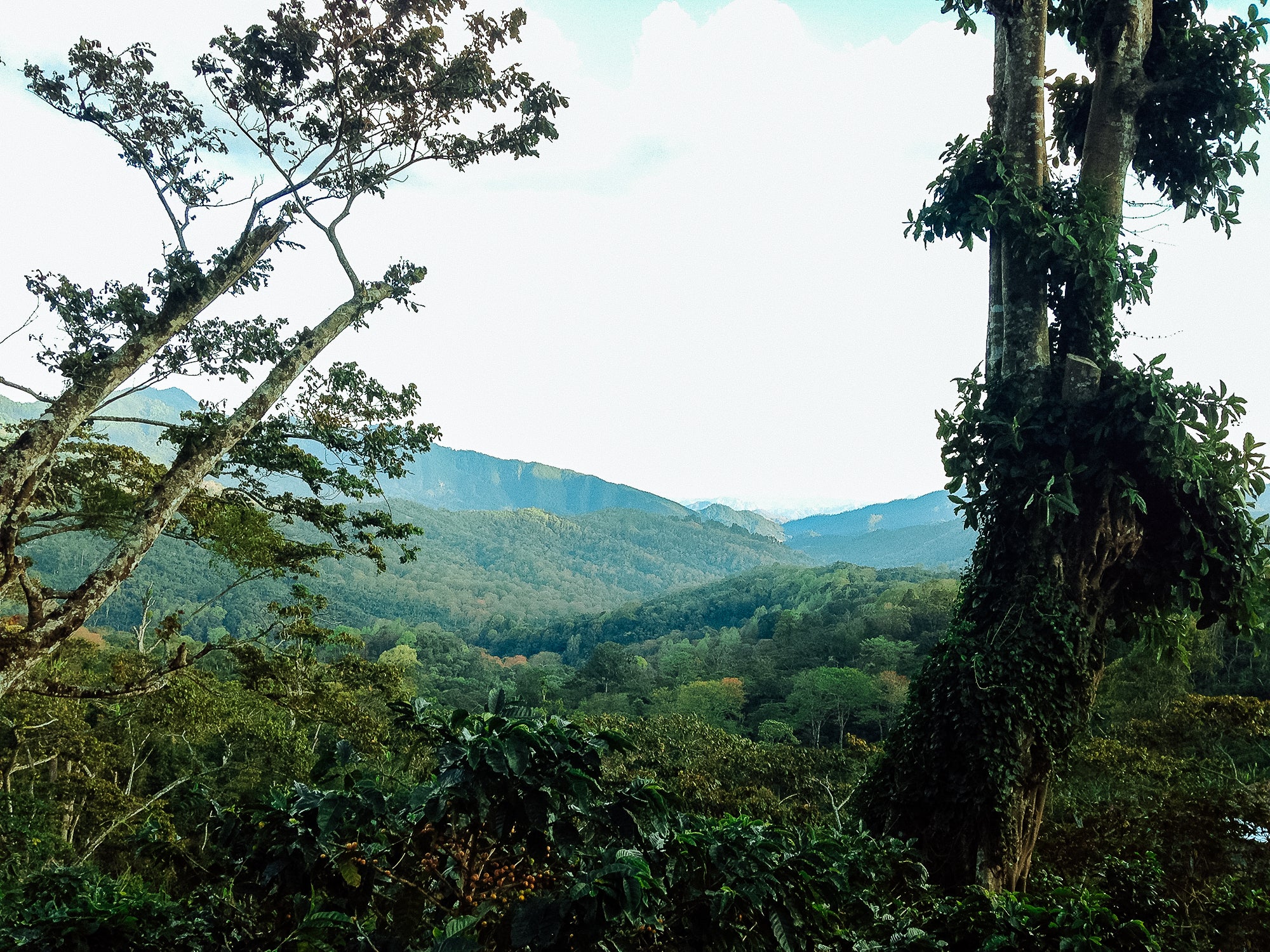 Finca La Victoria – Maragogipe Variety - Image 2