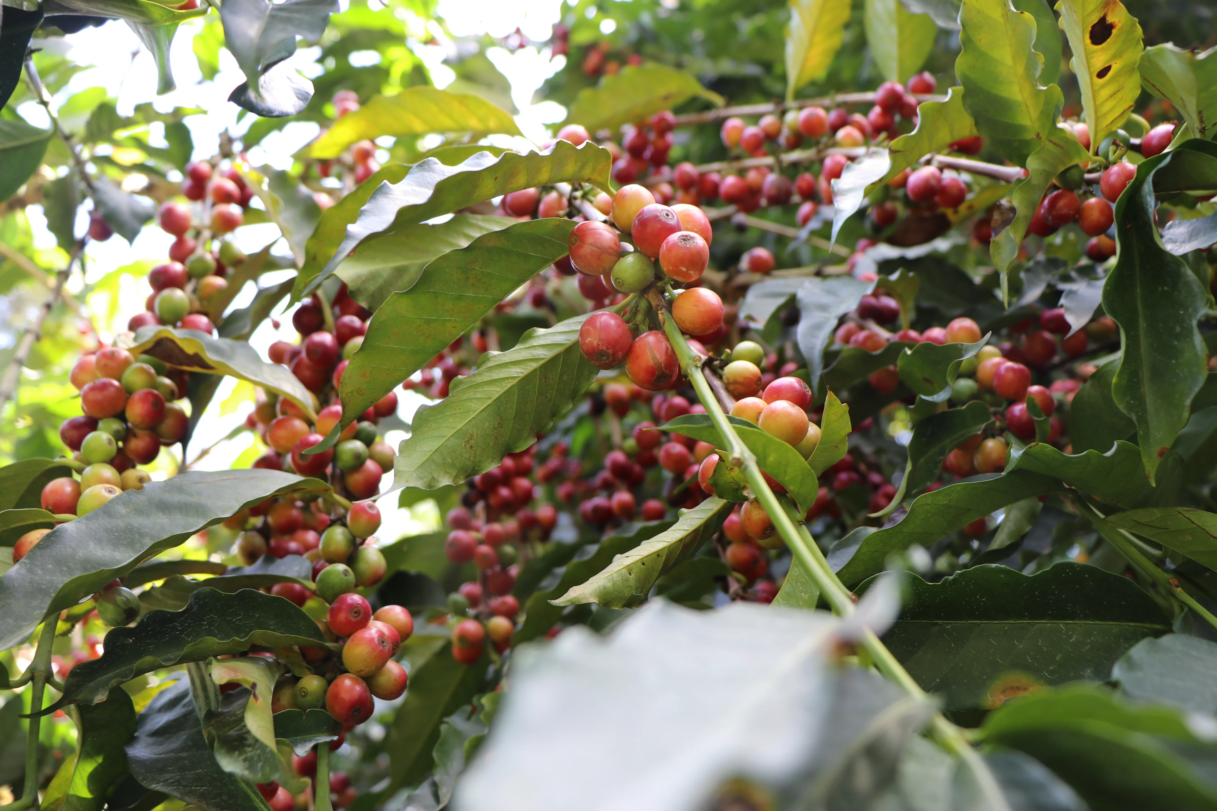 Guchienda - Image 3