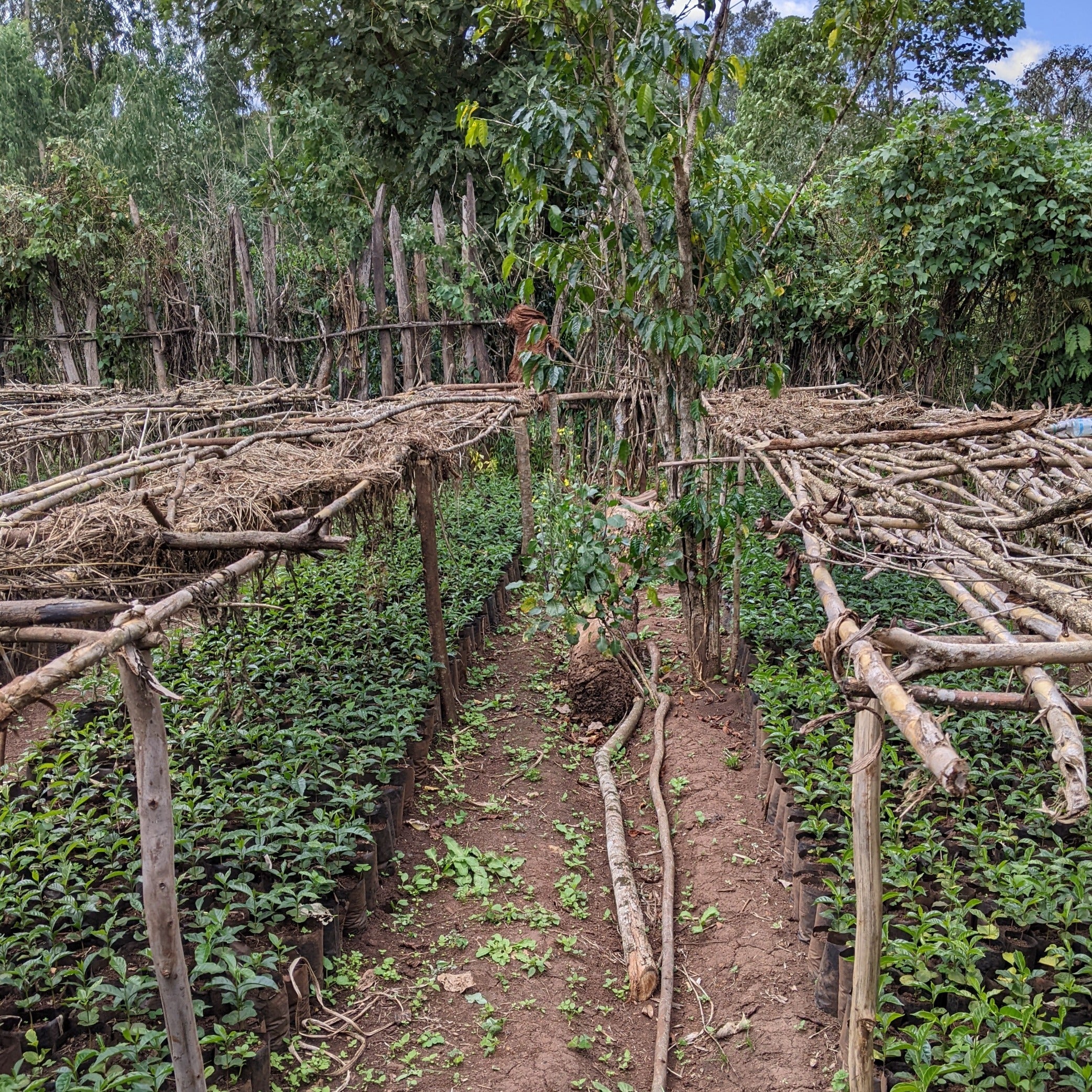 Kabtamu Family – Natural Sundried - Image 3