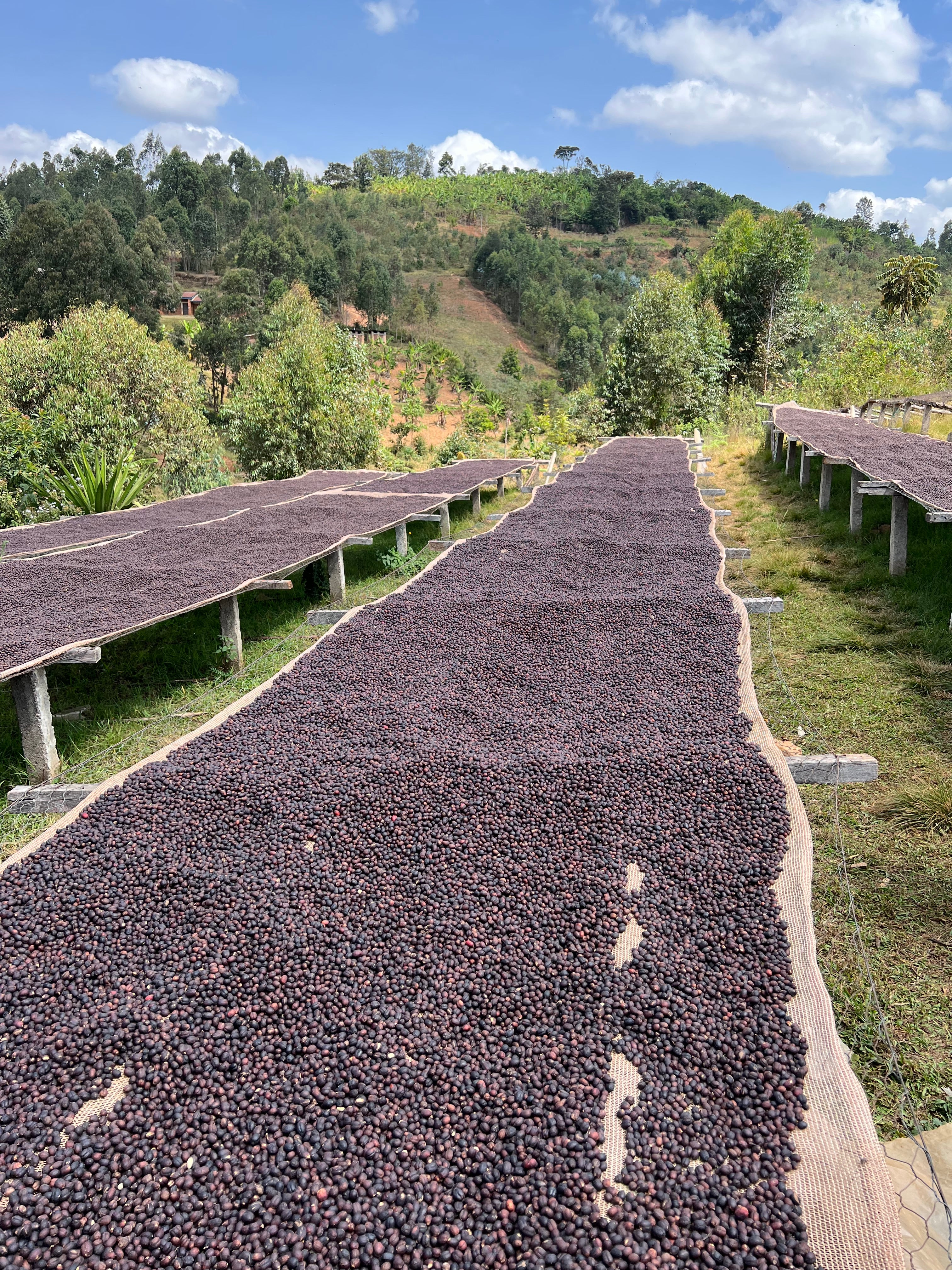 Mpemba – Natural Sundried - Image 3