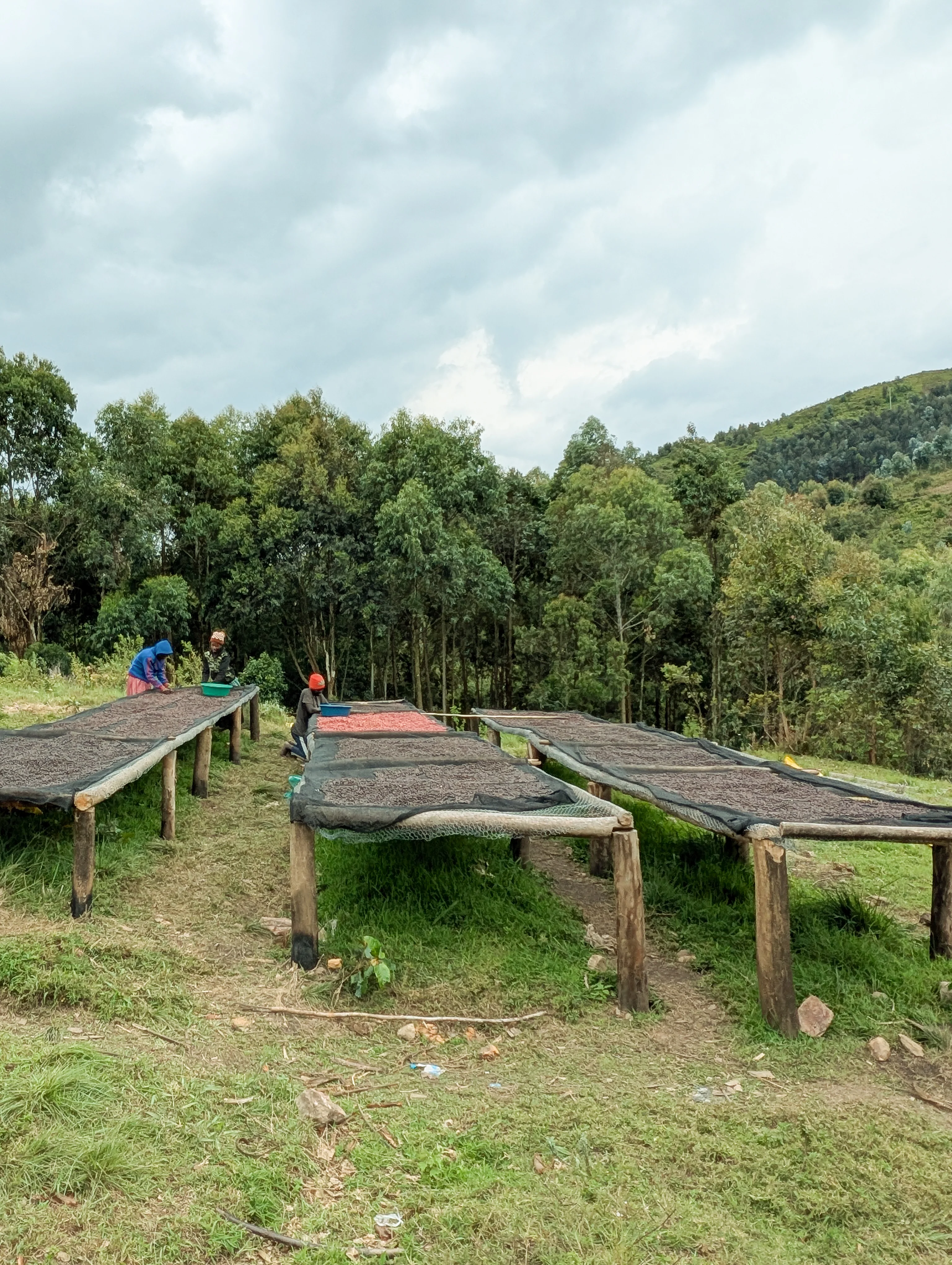 Ruronzi – Natural Sundried - Image 5
