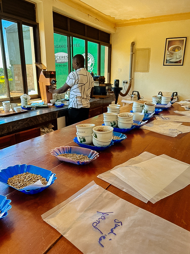 Sipi - Natural Sundried - Image 4