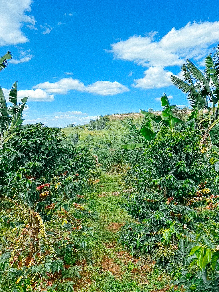 Sipi - Natural Sundried - Image 5